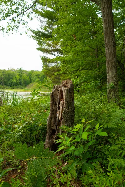 Tocón Del Árbol Bosque Con Lago Fondo Una Mañana Nublada —  Fotos de Stock