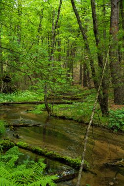 Orman arazisinden geçen akarsu. Huron-Manistee Ulusal Ormanı, Michigan, ABD