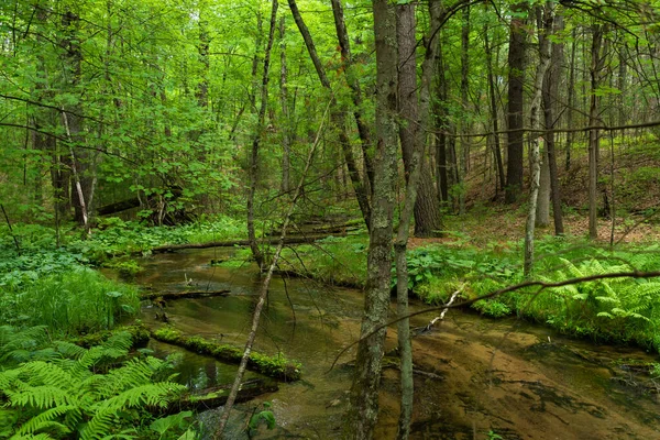 Потік Перетинає Лісовий Ландшафт Huron Manistee National Forest Michigan Usa — стокове фото
