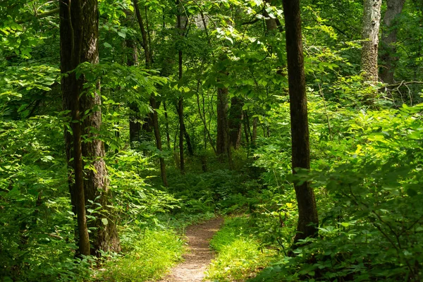 Caminhadas Pela Floresta Mississippi Palisades State Park Illinois Eua — Fotografia de Stock