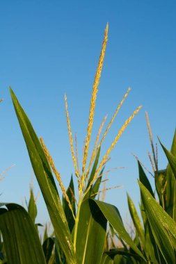 Güzel bir yaz sabahında Midwest 'te mısır yetiştirmek. Bureau County, Illinois, ABD