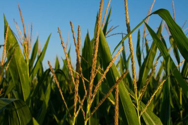 Güzel bir yaz sabahında Midwest 'te mısır yetiştirmek. Bureau County, Illinois, ABD