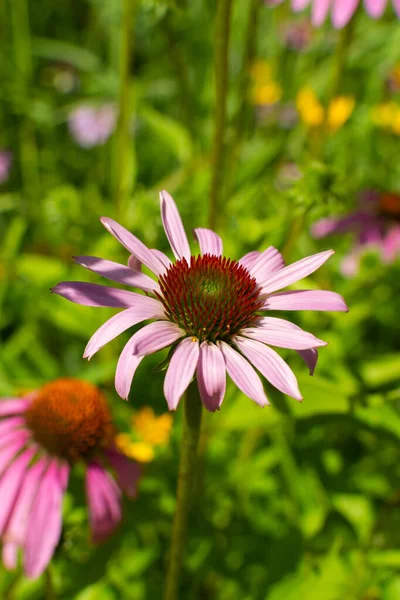 Florecientes Flores Equinácea Jardín Mariposas Una Soleada Mañana Verano Bellevue — Foto de Stock