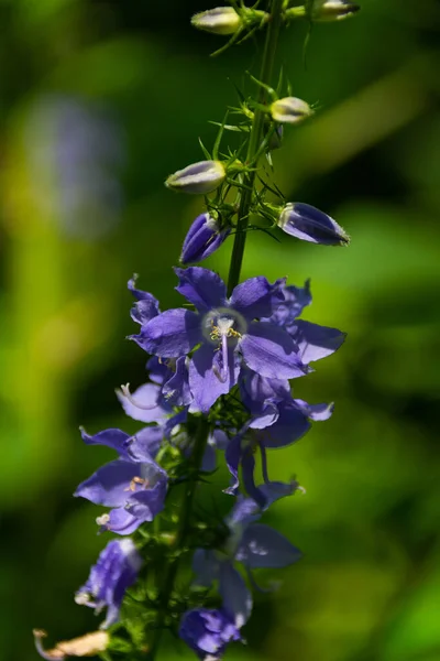 沿着远足小路生长着美丽的紫色花朵 美国爱荷华州贝尔维尤州立公园 — 图库照片