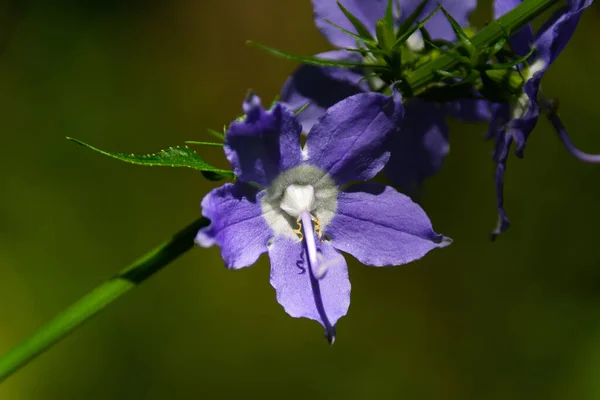 Belle Floraison Fleurs Violettes Poussant Long Sentier Randonnée Bellevue State — Photo