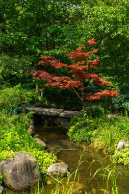 Güzel bir yaz sabahı Japon bahçesinde manzara.