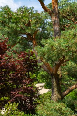Güzel bir yaz sabahı Japon bahçesinde manzara.