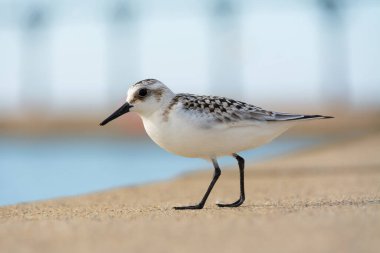 Sandpiper güzel bir eylül öğleden sonra Michigan City Rıhtımı 'nda yürüyor. Michigan City, Indiana, ABD
