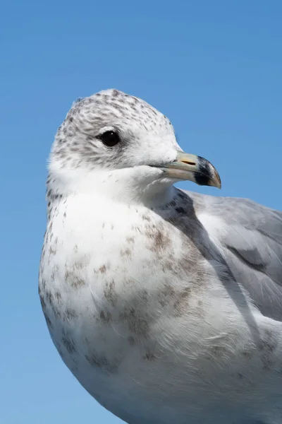 Ring Billed Gull Coast Lake Michigan South Haven Michigan Usa — Stock Photo, Image