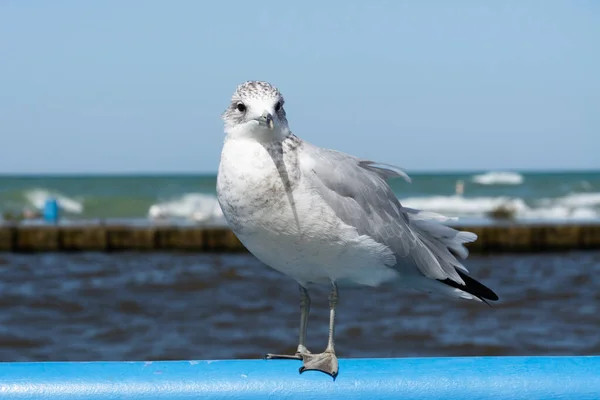 Gaviota Pico Anular Costa Del Lago Michigan South Haven Michigan — Foto de Stock