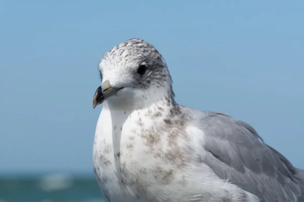 Ring Billed Mewa Wybrzeżu Jeziora Michigan South Haven Michigan Usa — Zdjęcie stockowe