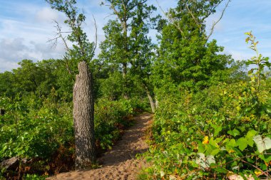 Güzel bir eylül sabahı, Dunes Ridge Patikası boyunca manzara. Indiana Dunes Ulusal Parkı, Indiana, ABD