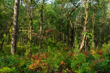 Güzel bir eylül sabahı, Dunes Ridge Patikası boyunca manzara. Indiana Dunes Ulusal Parkı, Indiana, ABD
