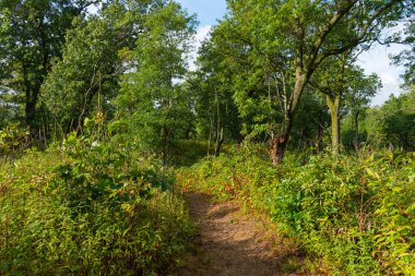 Güzel bir eylül sabahı, Dunes Ridge Patikası boyunca manzara. Indiana Dunes Ulusal Parkı, Indiana, ABD