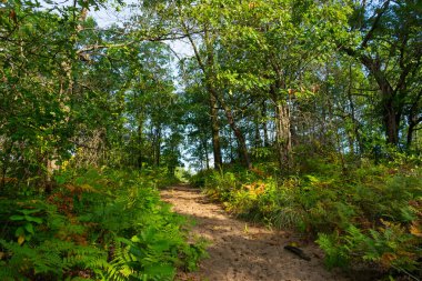 Güzel bir eylül sabahı, Dunes Ridge Patikası boyunca manzara. Indiana Dunes Ulusal Parkı, Indiana, ABD