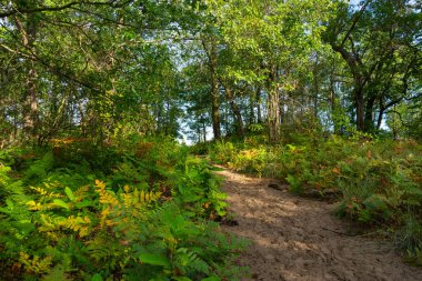 Güzel bir eylül sabahı, Dunes Ridge Patikası boyunca manzara. Indiana Dunes Ulusal Parkı, Indiana, ABD