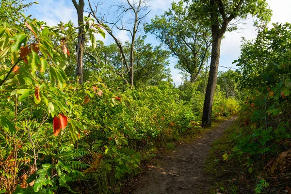 Güzel bir eylül sabahı, Dunes Ridge Patikası boyunca manzara. Indiana Dunes Ulusal Parkı, Indiana, ABD