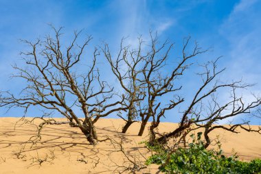 Indiana Kumulları 'ndaki kum tepelerinde ölü ağaçlar..
