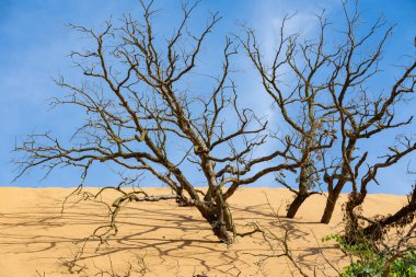 Indiana Kumulları 'ndaki kum tepelerinde ölü ağaçlar..