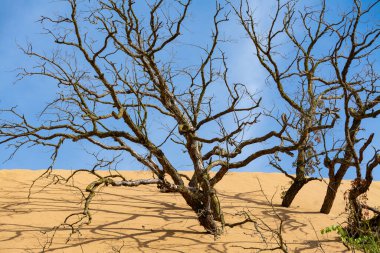 Indiana Kumulları 'ndaki kum tepelerinde ölü ağaçlar..