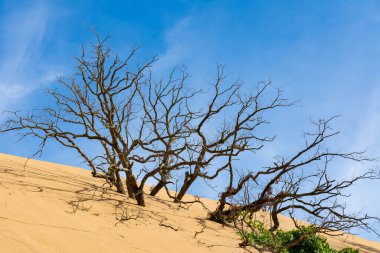 Indiana Kumulları 'ndaki kum tepelerinde ölü ağaçlar..