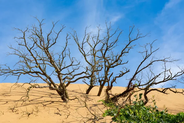 Indiana Kumulları 'ndaki kum tepelerinde ölü ağaçlar..