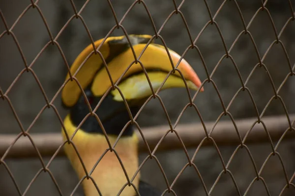 Cites Животное Hornbill Птиц Hornbill Клетке Зоопарк Животных Охраняемых Животных — стоковое фото
