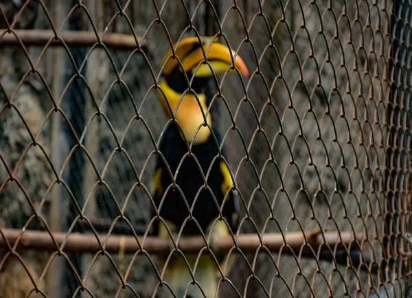 Cites Hewan Hornbill Burung Hornbill Kandang Hewan Kebun Binatang Hewan — Stok Foto