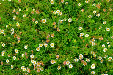 Yeşil yaprak ve siyah renk ile örümcek web makro arka plan, bir örümcek ağı ve yeşil yaprak, aster ailesinde çiçekli bitkilerin beyaz bir cins su damlaları ile soyut arka plan, ilkbaharda çiçeklenme hardy ve dekoratif zemin örtüsü bitkiler.