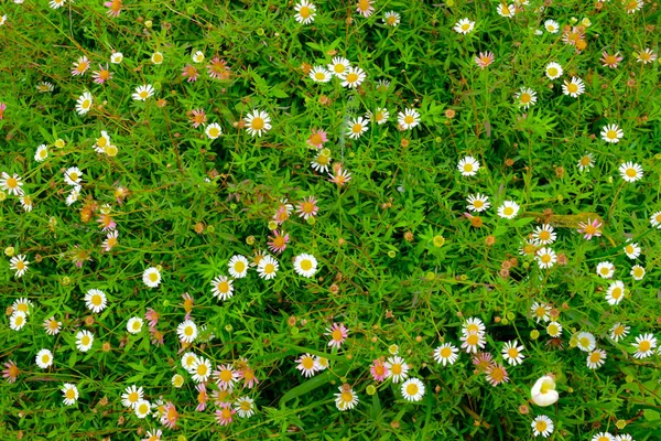 Yeşil yaprak ve siyah renk ile örümcek web makro arka plan, bir örümcek ağı ve yeşil yaprak, aster ailesinde çiçekli bitkilerin beyaz bir cins su damlaları ile soyut arka plan, ilkbaharda çiçeklenme hardy ve dekoratif zemin örtüsü bitkiler.