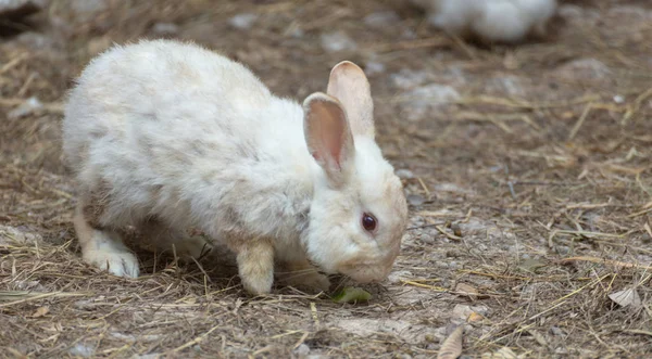 かわいいふわふわ白いウサギ — ストック写真