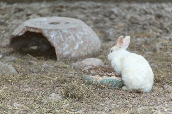 Sevimli Küçük Kabarık Beyaz Tavşan — Stok fotoğraf