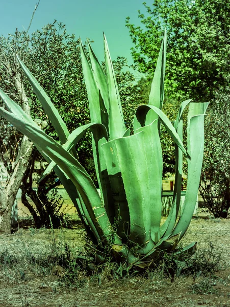 Aloe vera3 — Foto de Stock