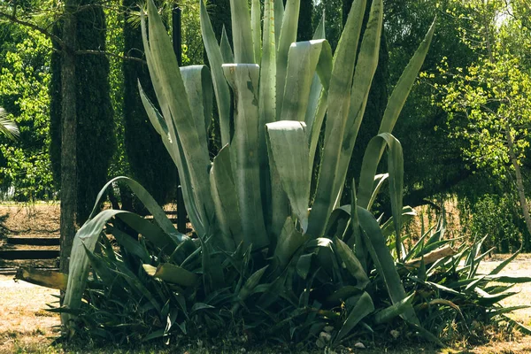 Aloe vera6 — Foto de Stock