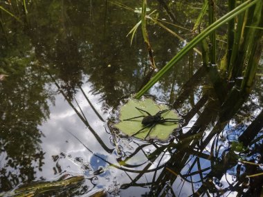      Black large spider floating on a leaf in the pond clipart