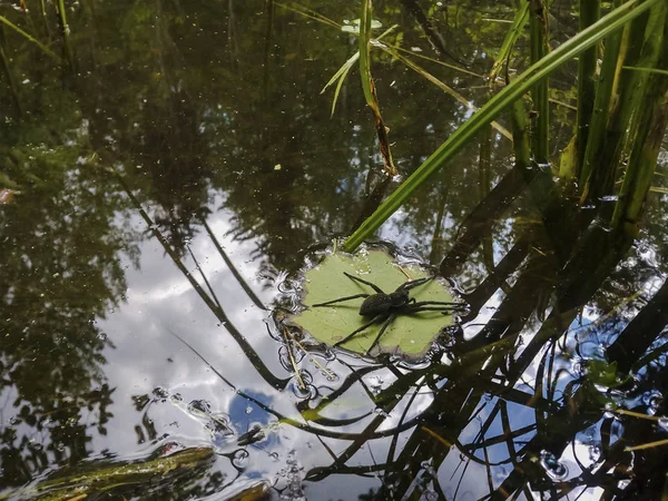 Black Large Spider Floating Leaf Pond — Stock Photo, Image