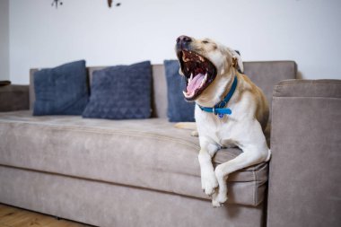 Kanepede büyük beyaz bir labrador, evde bir köpek, daire. İnsanın evcil hayvan dostu.