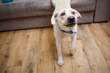 Şirin beyaz bir Labrador köpeği rahat bir kır evindeki kanepede uzanıyor ve kameraya bakıyor. Mutlu hayvanlar konsepti