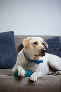 Renkli labrador cinsi büyük bir köpeğin portresi, dairedeki bir kanepede yatıyor, evcil hayvanlar.