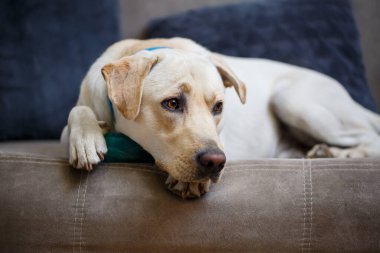 Renkli labrador cinsi büyük bir köpeğin portresi, dairedeki bir kanepede yatıyor, evcil hayvanlar.