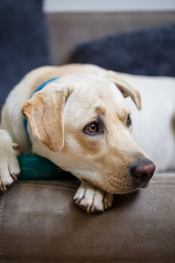 Renkli labrador cinsi büyük bir köpeğin portresi, dairedeki bir kanepede yatıyor, evcil hayvanlar.