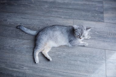 Gri tüylü güzel bir kedi laminatın üzerinde yatıyor. Evcil hayvan konsepti.