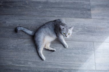 Gri tüylü güzel bir kedi laminatın üzerinde yatıyor. Evcil hayvan konsepti.