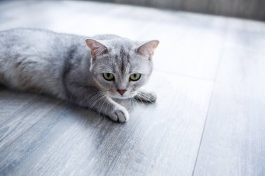 Gri tüylü güzel bir kedi laminatın üzerinde yatıyor. Evcil hayvan konsepti.