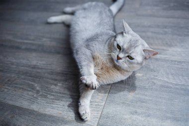 Yerde büyük gri tüylü bir kedi yatıyor. Evcil hayvan konsepti.