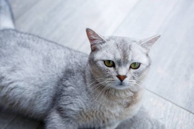 Yerde büyük gri tüylü bir kedi yatıyor. Evcil hayvan konsepti.