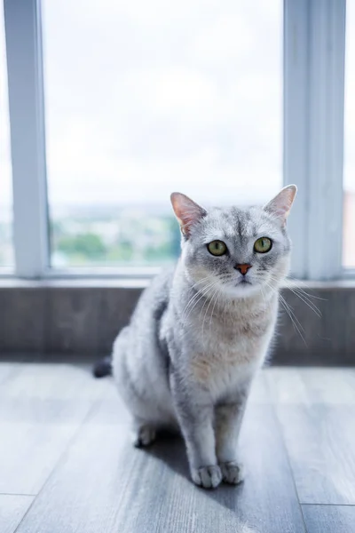 Grande Gato Macio Cinza Jaz Chão Conceito Animais Estimação — Fotografia de Stock