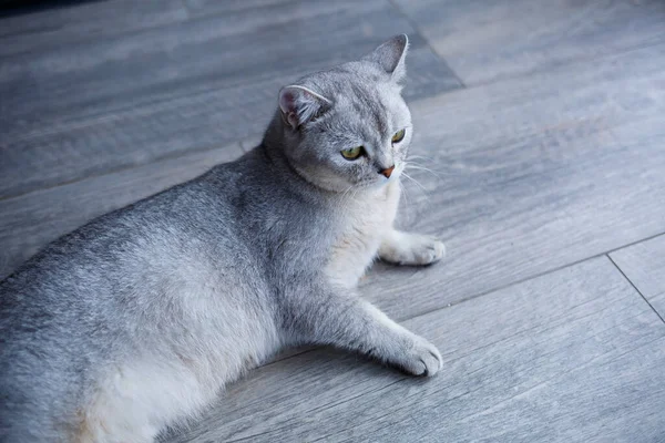 一只漂亮的灰绒毛猫躺在层压板上 宠物的概念 — 图库照片