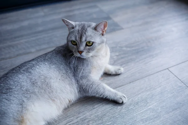 Belo Gato Macio Cinza Está Laminado Conceito Animais Estimação — Fotografia de Stock
