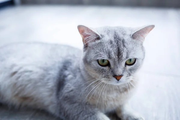 美しい灰色のふわふわの猫がラミネートに横たわっています ペットの概念 — ストック写真